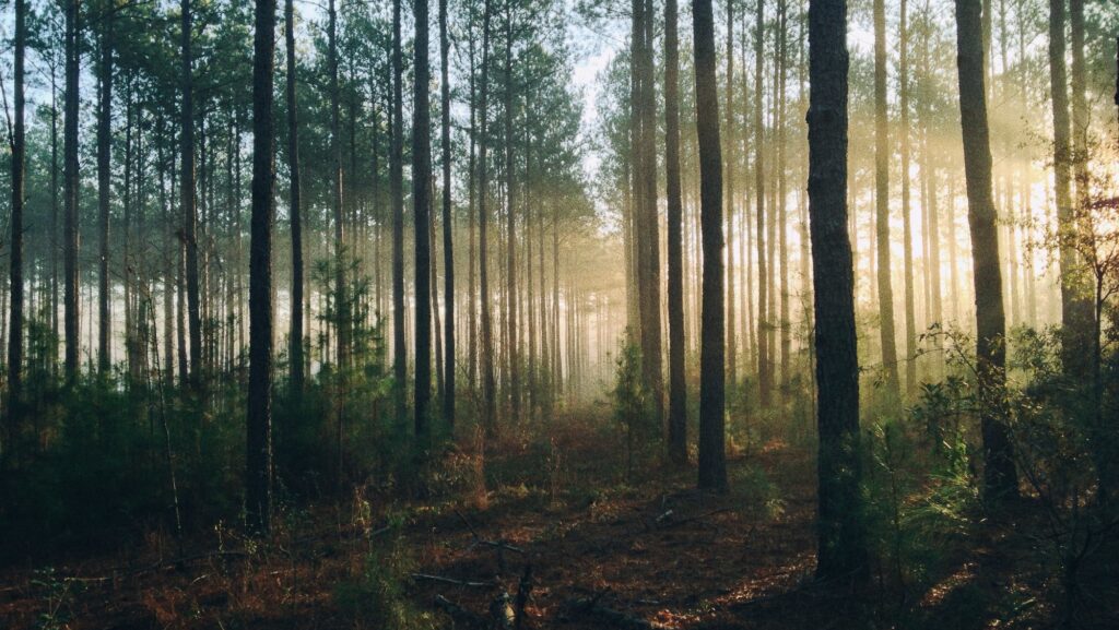 how-can-ecotherapy-help-in-the-recovery-process-