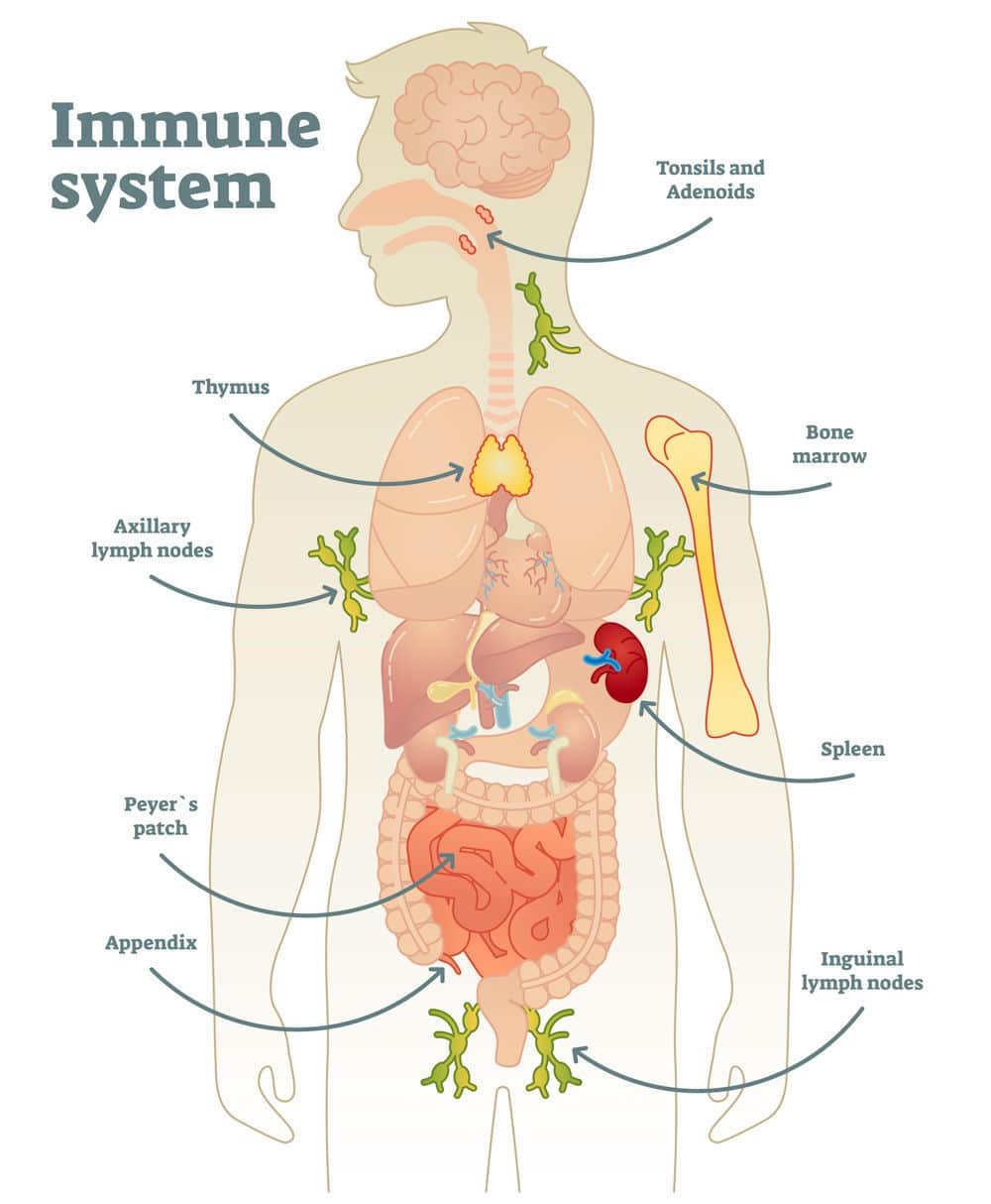 the-immune-system-